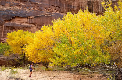 Autumnal colours in Horseshoe canyon 