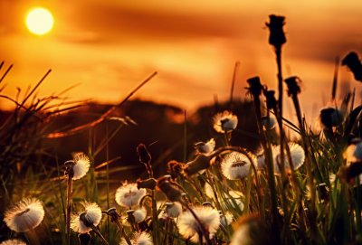 Sunset Over The Meadow