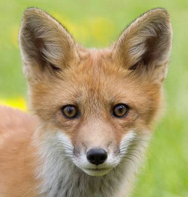 Fox cub 