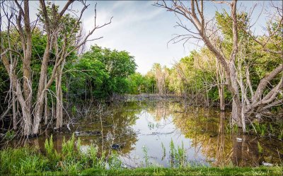 Urban Swamp