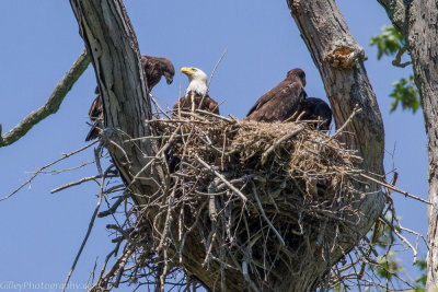 Mother Bald Eagle with Three Chicks