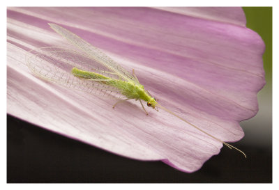 Lacewing