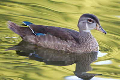 wood duck 