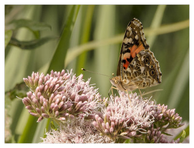  Painted Lady butterfly
