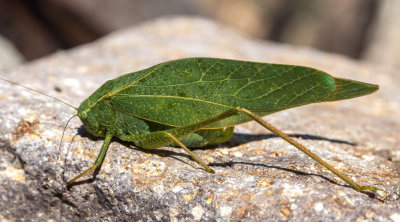 Katydid