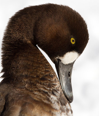 Great Scaup