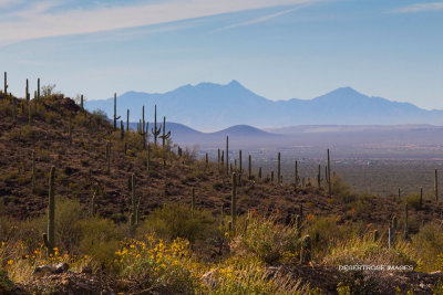 tn_Sonoran desert AZ -2599.jpg