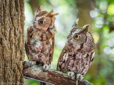 Two Owls