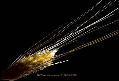 Grass Seed Head 