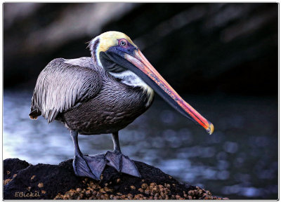 Galapagos Pelican