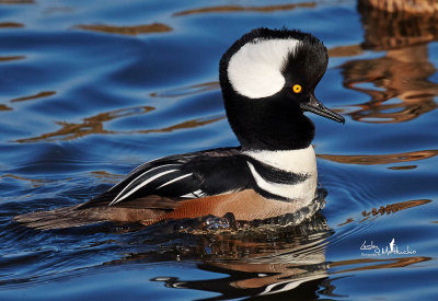 Handsome Hooded Merganser