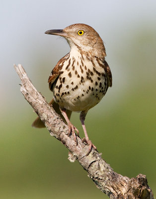 brown thrasher 