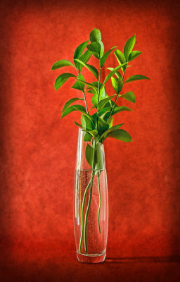 Still Life