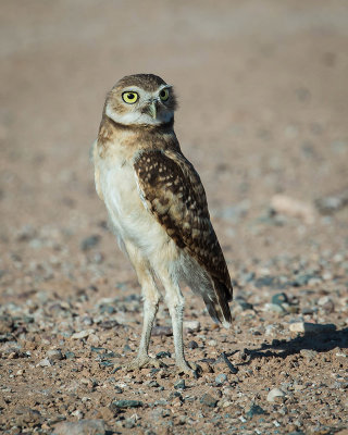 Burrowing owlet_