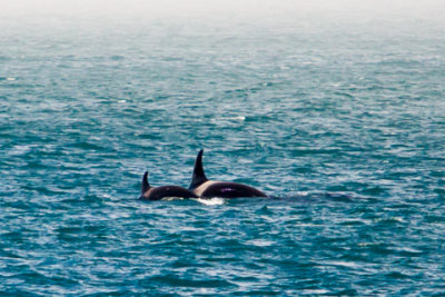 Alaska-1161.jpg