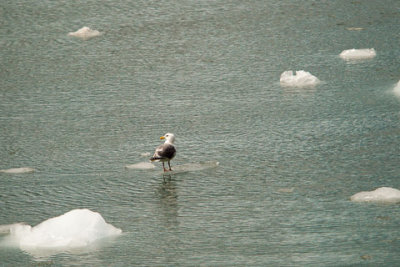 Alaska-1211.jpg