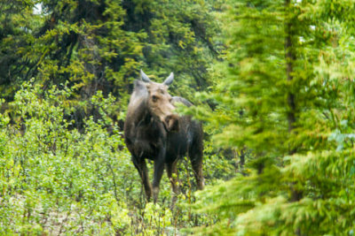 Alaska-1261.jpg