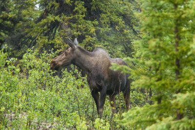 Alaska-1262.jpg