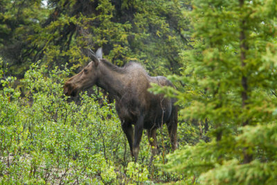 Alaska-1263.jpg