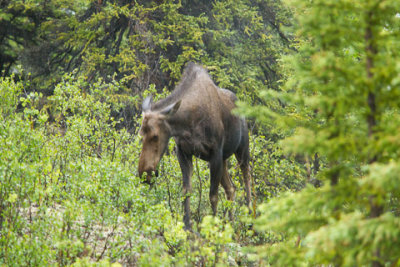 Alaska-1264.jpg