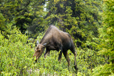 Alaska-1265.jpg