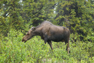 Alaska-1266.jpg