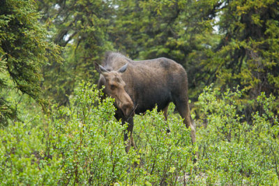Alaska-1267.jpg