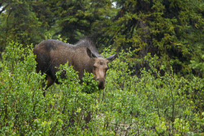 Alaska-1268.jpg
