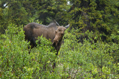 Alaska-1269.jpg