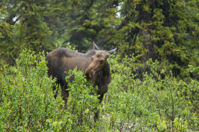 Alaska-1270.jpg