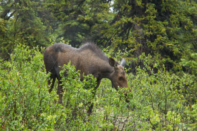 Alaska-1271.jpg