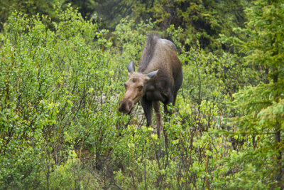 Alaska-1272.jpg