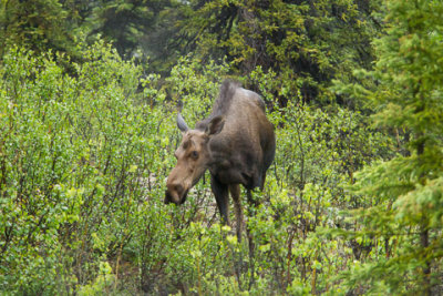 Alaska-1273.jpg