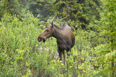 Alaska-1274.jpg