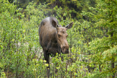 Alaska-1276.jpg