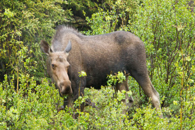 Alaska-1277.jpg