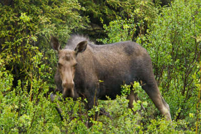 Alaska-1278.jpg