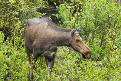 Alaska-1279.jpg