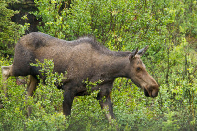 Alaska-1280.jpg