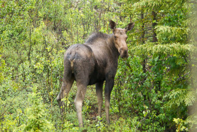 Alaska-1281.jpg