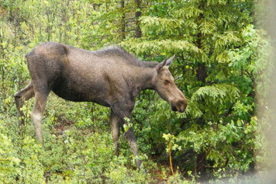 Alaska-1282.jpg