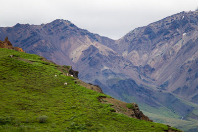 Alaska-1295.jpg