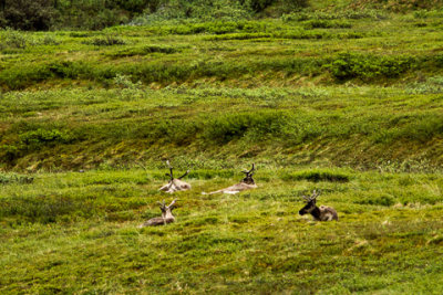 Alaska-1328.jpg