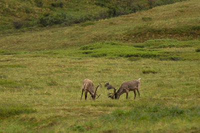 Alaska-1331.jpg