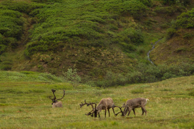 Alaska-1334.jpg