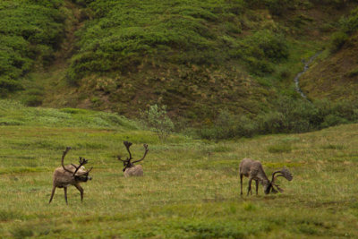 Alaska-1335.jpg