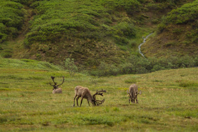 Alaska-1336.jpg