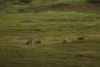 Alaska-1338.jpg