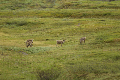 Alaska-1340.jpg