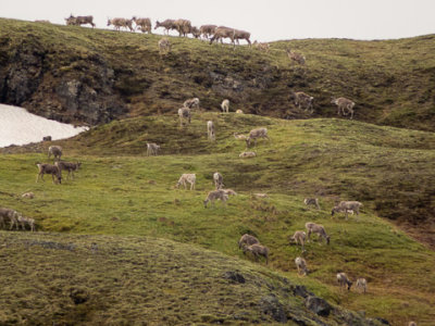 Alaska-1350.jpg